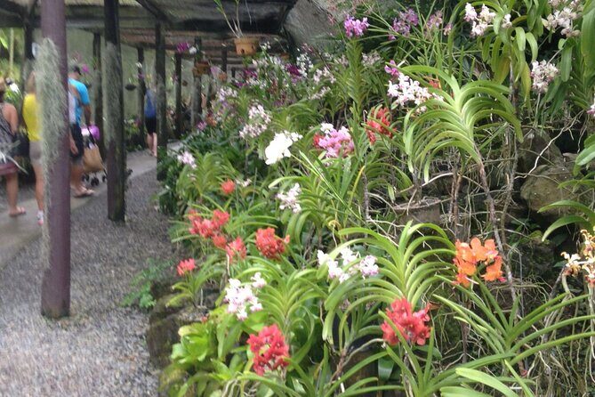 Half Day Mudpools, Veseisei Fijian Village, Gardens of Sleeping Giants &Shopping - Who Will Love This Tour?