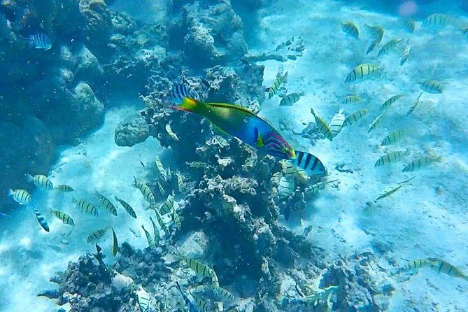 Half-Day Muri Lagoon BBQ Lunch Cruise including Snorkeling - A Closer Look at the Muri Lagoon BBQ Lunch Cruise