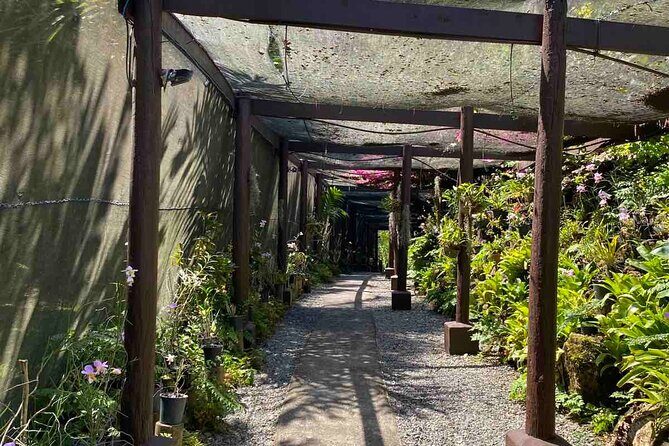 Half Day Nadi Tour Temple, Market, Gardens and Mud Pools - A Deep Dive into the Tour Experience