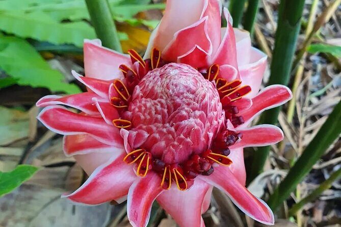 Half-Day Nature Culture Excursion, Tropical Taino Garden Tour - In-Depth Review of the Tropical Taino Garden Tour