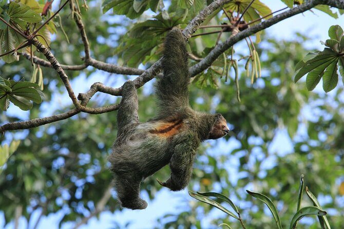 Half Day Nature Safari Float Tour and Chocolate Tour from La Fortuna-Arenal - FAQ – Your Practical Questions Answered
