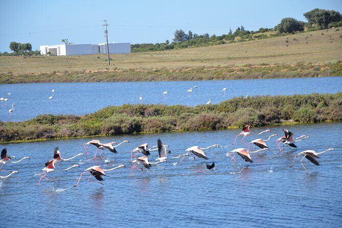 Half-Day Nature Safari in the Algarve - An In-Depth Look at the Half-Day Nature Safari