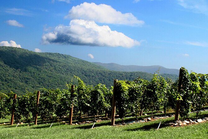 Half-Day North Georgia Wine Country Tour From Atlanta - Who Would Benefit Most From This Tour?
