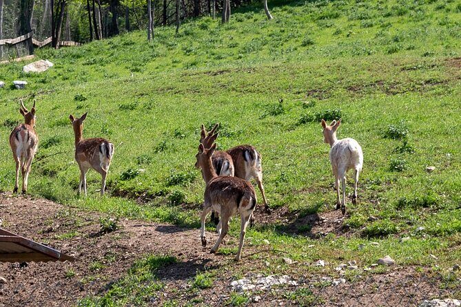 Half-Day of Horseback Adventure with Wine Tasting - What the Tour Includes and What to Expect