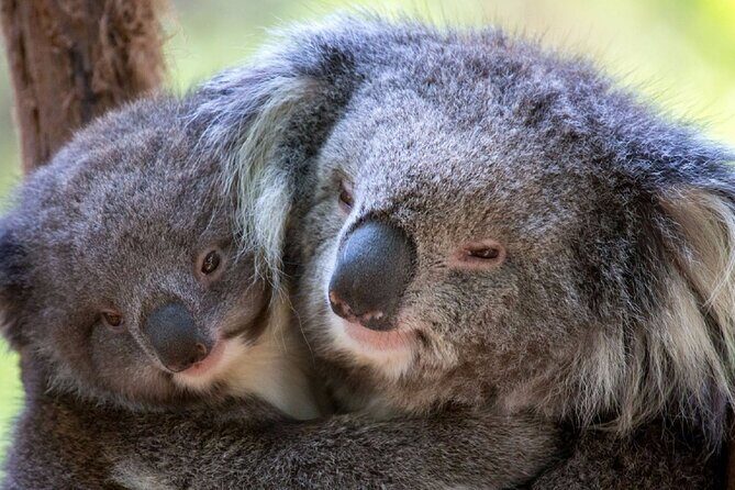 Half-Day or Full-Day Tour with Private Guide from Melbourne - Key Points