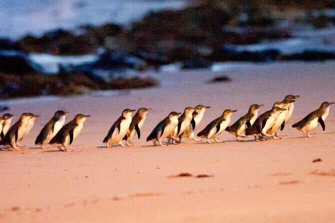 Half-Day or Full-Day Tour with Private Guide from Melbourne - Final Thoughts