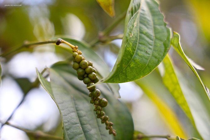 Half-day Phu Quoc Island Experience - FAQ