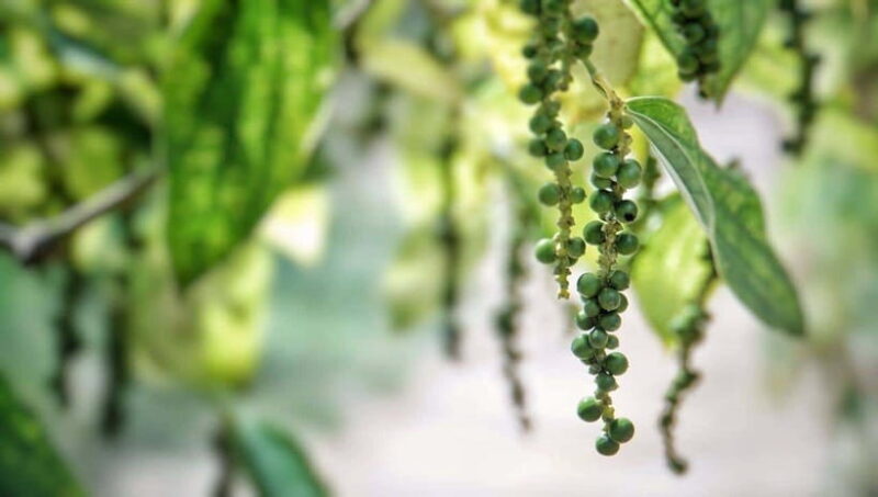 Half-day Phu Quoc Island Experience - The Practical Side: Transportation, Guides, and Value