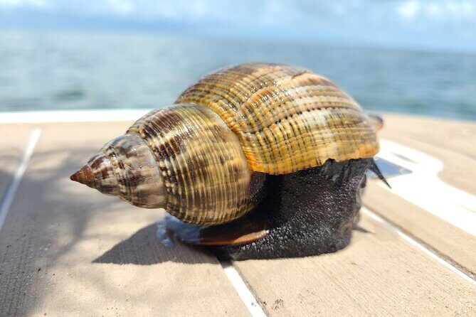 Half-Day Private Boating On Avalon Funship - Clearwater Beach - Analyzing the Value and Suitability