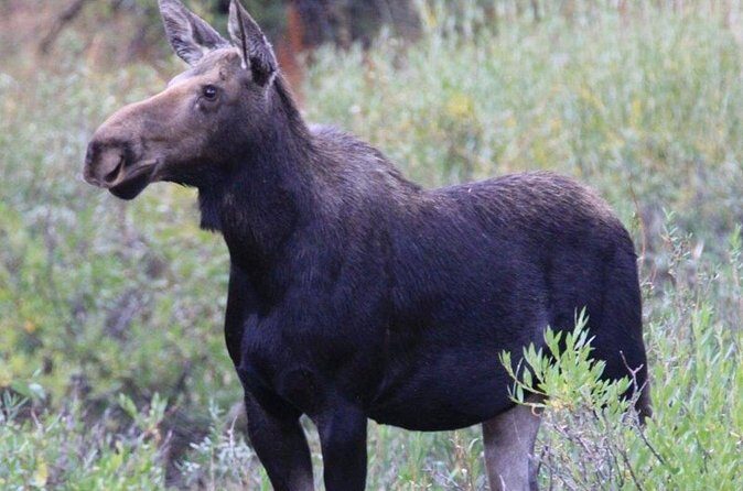 Half-Day Private Breathtaking Tour in Grand Teton National Park - FAQs