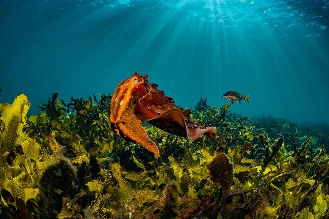 Half-Day Private Discover Dive at Australia's Iconic Beach - A Detailed Look at the Experience