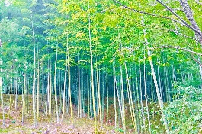 Half-Day Private Guided Tour to Arashiyama, Kyoto - Key Points