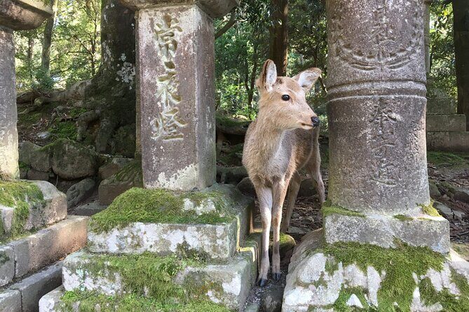 Half-Day Private Guided Tour to Nara City - A Quick Look at the Half-Day Private Guided Tour to Nara City