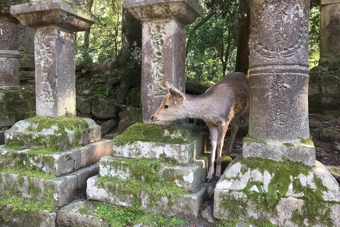 Half-Day Private Guided Tour to Nara City - FAQs