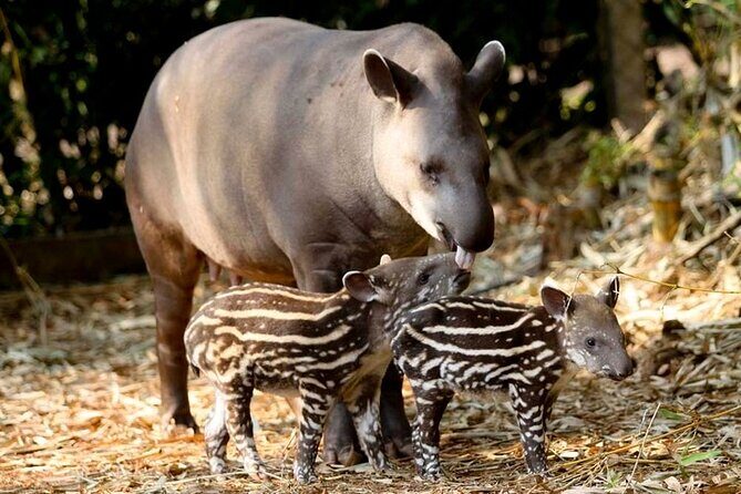 Half-Day Private Itaipu Dam and Biological Refuge Tour - The Experience in Detail