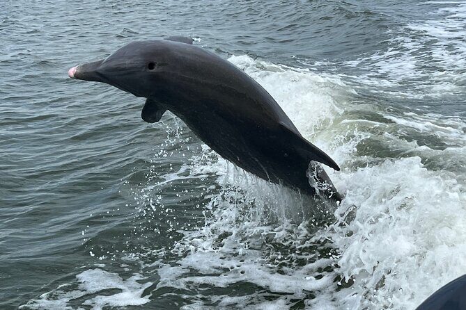 Half Day Private Shelling Dolphin EcoTour in 10 000 Island Marco - A Genuine Look at the Half Day Private Shelling Dolphin EcoTour