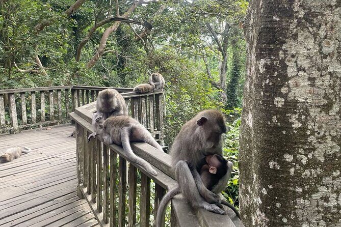 Half Day Private Tour in Ubud - Final Thoughts