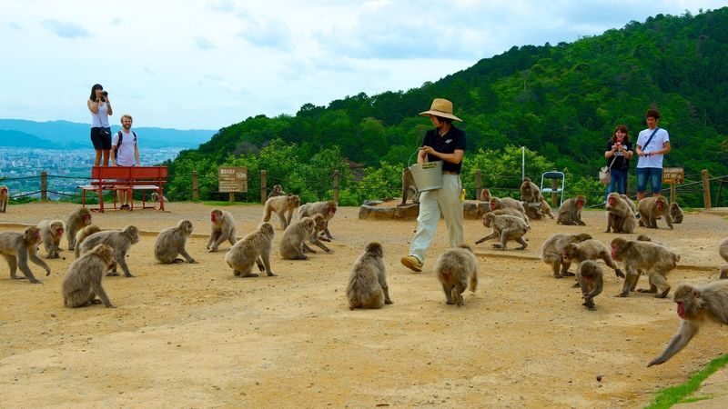 Half-day private tour of Arashiyama Monkey Park and Arashiyamas famous spots - A half-day route through Arashiyama