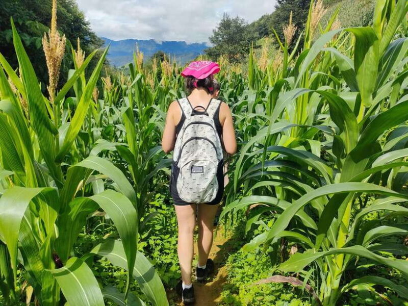 Half Day Private Trekking Mu Cang Chai_Morning or Afternoon - Who Should Consider This Tour?