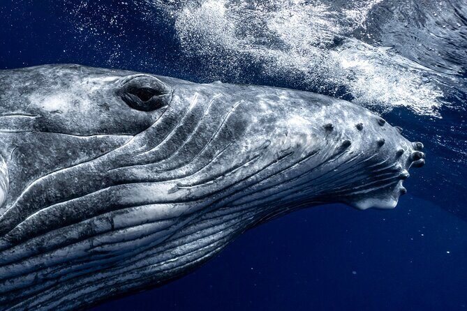 Half Day Private Whale Watching in Moorea - Discover Moorea’s Marine Wonders with a Private Whale Watching Tour