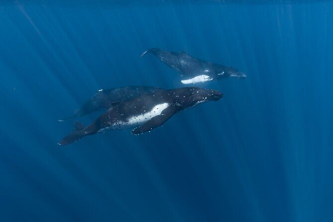 Half Day Private Whale Watching in Moorea - Key Points