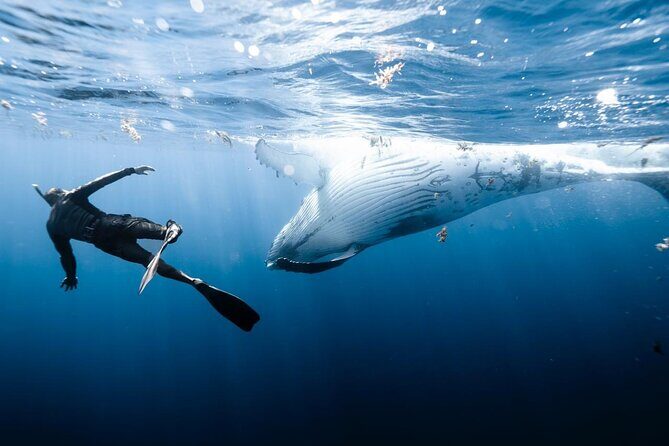 Half Day Private Whale Watching in Moorea - FAQ: Your Practical Questions Answered