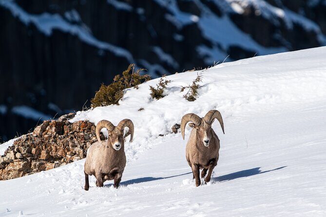 Half Day Private Wildlife Photography Tour in Yellowstone - An In-Depth Look at the Yellowstone Wildlife Photography Tour