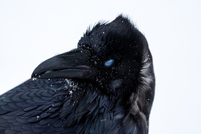 Half Day Private Wildlife Photography Tour in Yellowstone - Frequently Asked Questions