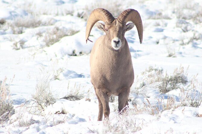 Half Day Private Winter Wildlife Tours in Jackson Hole - Key Points
