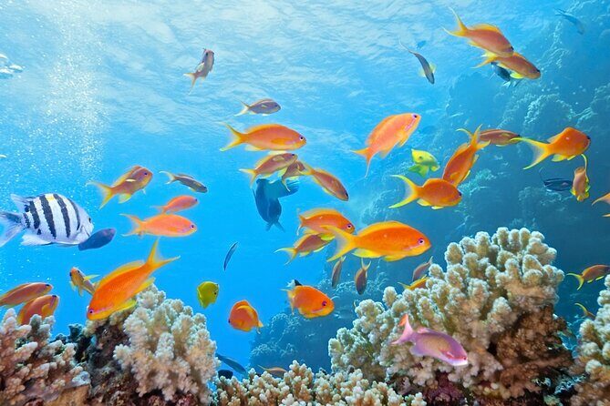 Half-Day Puerto Morelos Snorkeling Experience with Lunch - The Sum Up