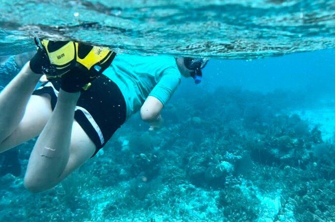 Half Day Reef Snorkel and Wildlife Tour - FAQs