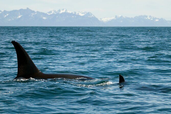 Half-day Resurrection Bay & Wildlife Tour from Seward - Key Points