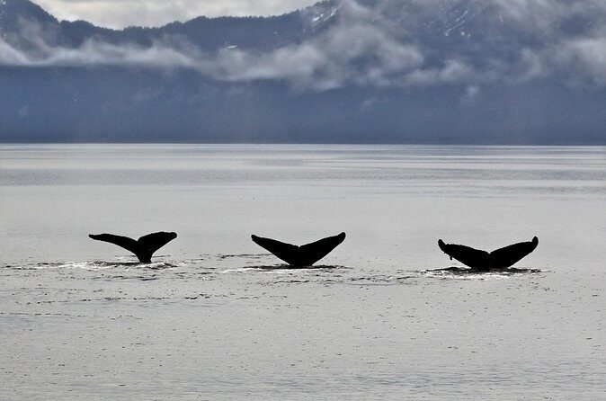 Half-day Resurrection Bay & Wildlife Tour from Seward - FAQs