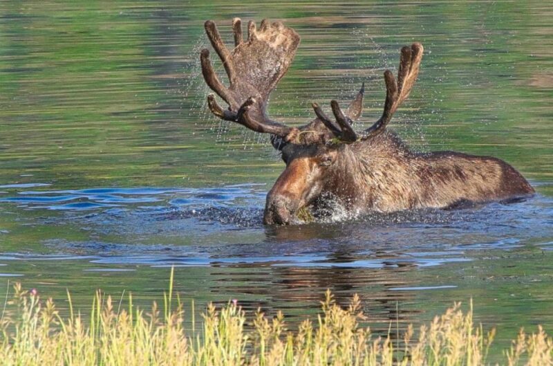 Half-Day RMNP Lakes and Meadows Tour-RMNPhotographer - FAQ