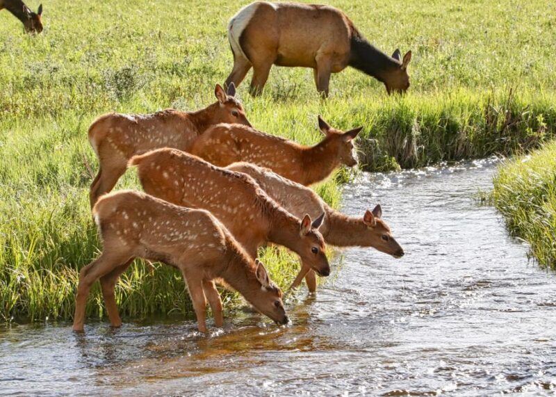 Half-Day RMNP Mountains to Sky Tour-RMNPhotographer - The Sum Up