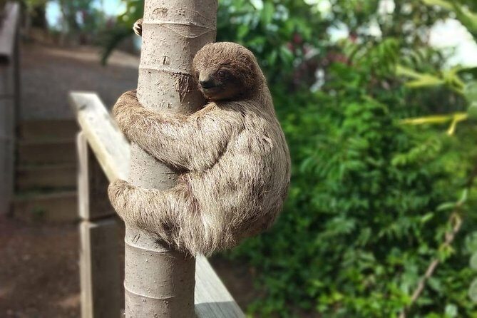 Half Day Roatan Sightseeing and Jungle Island Tour - A Compact Dive into Roatan’s Charm: Half Day Sightseeing and Jungle Island Tour