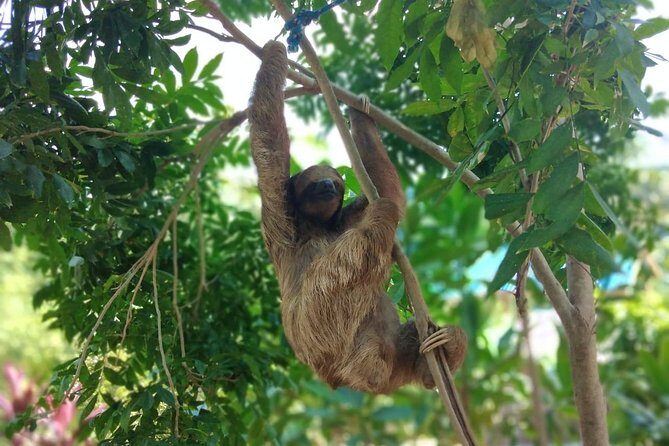 Half Day Roatan Sightseeing and Jungle Island Tour - Key Points