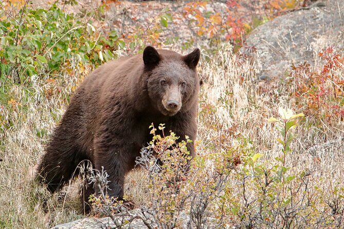 Half-Day Rocky Mountain National Park "Mountains to Sky Tour" - RMNPhotographer - Key Points