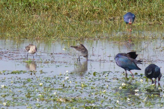 Half Day Safari at Bundala National Park - Who Would Enjoy This Safari?