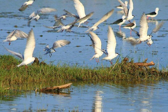 Half Day Safari at Bundala National Park - Who Should Book?