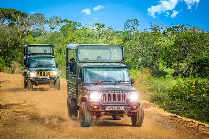 Half Day Safari at Yala National Park From Yala / Tissamaharama - Practical Details: What to Expect