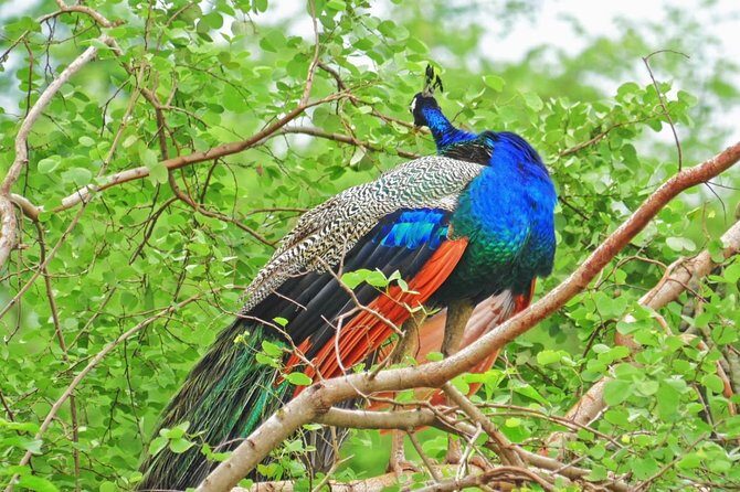 Half Day Safari at Yala National Park From Yala / Tissamaharama - The Sum Up: Who Is This Tour Best For?