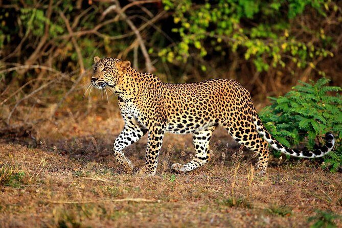 Half Day Safari at Yala National Park with Lunch - Explore Yala National Park on a Half-Day Safari from Galle