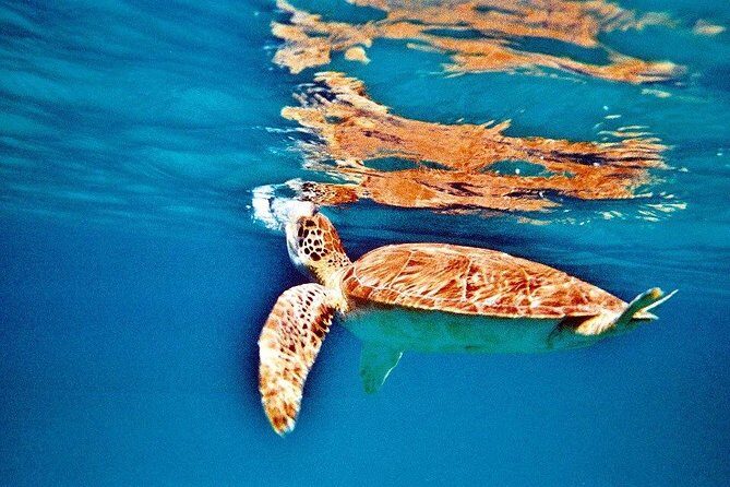 Half Day Sail and Snorkel with the Turtles - FAQ