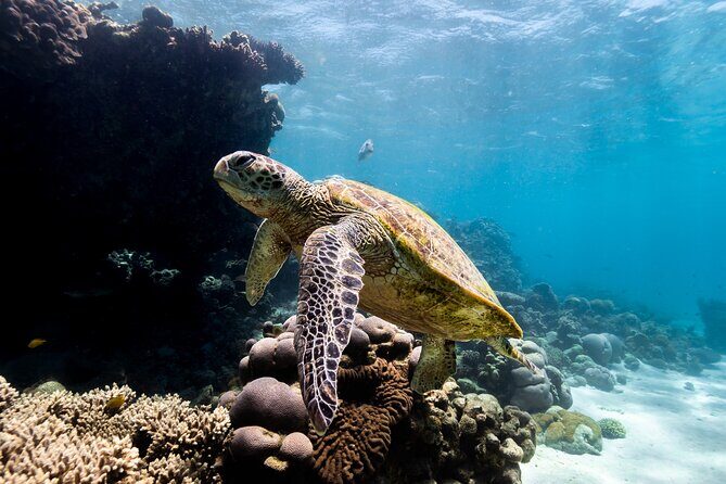 Half Day Sailing and Snorkeling Tour from Coral Bay - Key Points