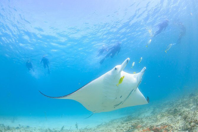 Half Day Sailing and Snorkeling Tour from Coral Bay - Who Should Book This Tour?