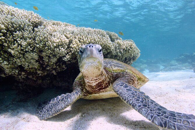 Half Day Sailing and Snorkeling Tour from Coral Bay - Frequently Asked Questions