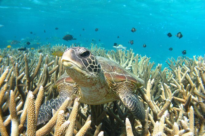 Half Day Sailing and Snorkeling Tour from Coral Bay - Final Thoughts