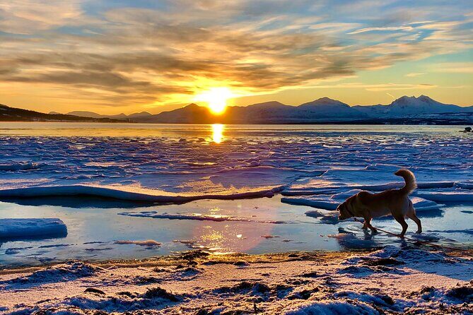 Half-Day Scenic Wildlife & Photographic Fjord Tour. - Exploring the Fjord and Wildlife: A Deep Dive