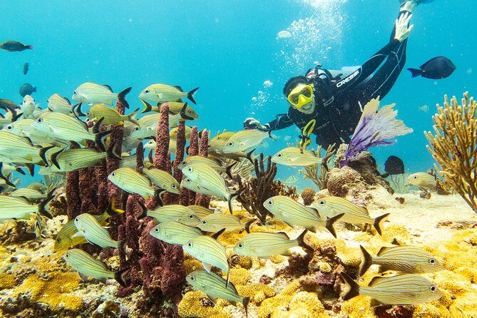 Half-Day Scuba Diving in Playa del Carmen for Small-Group - How the Tour Unfolds: What to Expect
